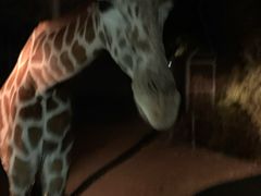 -清迈夜间动物园