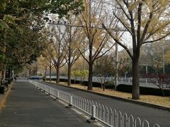 -三里屯东五街银杏大道