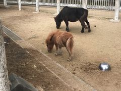 -神户市立六甲山牧场