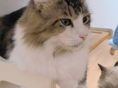 -1013 PET SHOP精品宠物商店(丁香店)