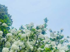 -盘龙城国家考古遗址公园