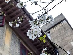 -武汉大学-樱园