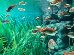 -上海海洋水族馆