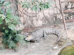 -深圳野生动物园