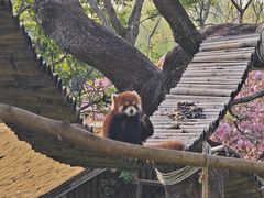 -合肥野生动物园