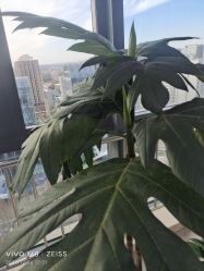 -HEYAN荷妍专业脱毛连锁机构