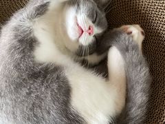 -东方名猫馆·英短金渐层布偶猫舍(环线广场1号楼店)