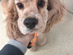 -萌兽医馆·宠物医院·猫骨科(创景店)