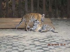 -大连森林动物园