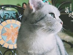 -猫猫幼稚园·撸猫·桌游·电玩