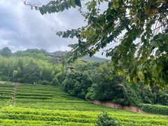 -雁南飞茶田景区