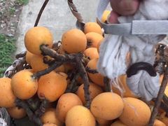 -塘栖枇杷特色园区