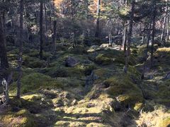 -汤旺河林海奇石景区