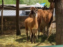 -青藏高原野生动物园