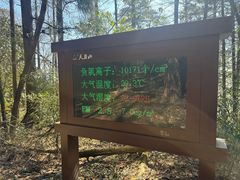 -天目山大树王景区