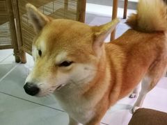 -柴务处·柴犬主题狗咖