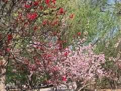 -桃花堤公园