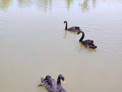 -溱湖国家湿地公园