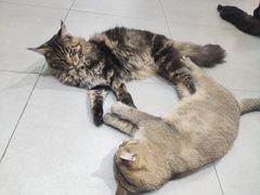 -COLOR PETS 撸猫馆·购猫·猫咖(长风大悦城店)