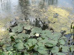 -新江湾城公园
