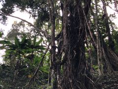 -西双版纳基诺山寨