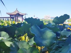 -莲花池公园