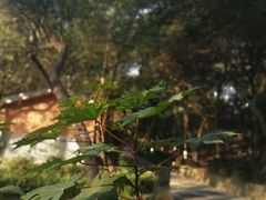 -广西壮族自治区药用植物园