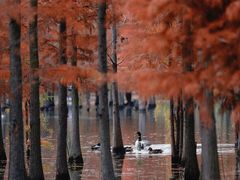 -白鹭湾湿地公园