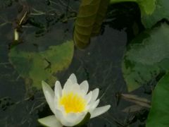 -莲湖公园