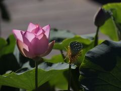 -莲花池公园