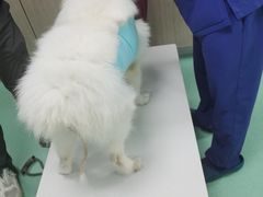 -北京观赏动物医院·24小时大型综合·猫专科·异宠专科