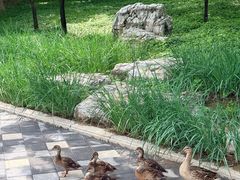 -大望京公园