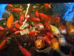 -颐和•海鲜砂锅粥•啫啫煲(奥林匹克广场店)