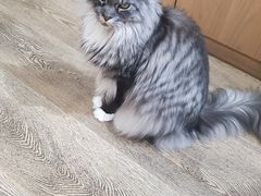 -MOCHA明星猫咖(田子坊店)
