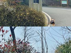 -宝界山林公园