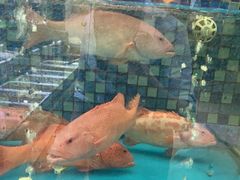 -宝燕壹号(徐汇店)