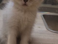 -飞行喵MR PILOT|猫舍·猫咖(静安大融城店)