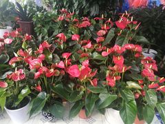 -金陵花卉交易市场