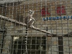 -石家庄市动物园