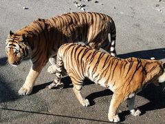 -大连森林动物园