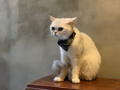 -猫色咖啡·猫咖