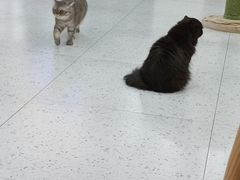 -喵园·猫主题咖啡厅·撸猫·猫咖(国贸店)