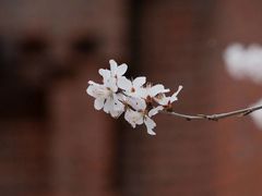 -圣·阿列克谢耶夫教堂