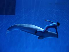 -芜湖新华联大白鲸海洋公园