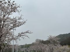 -羊山湖公园
