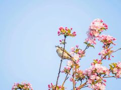 -海棠花溪(元大都城垣遗址公园)