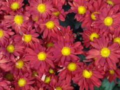 android_upload_pic-沈阳中山公园