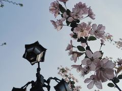 樱花桃花傻傻分不清-万寿斋(山阴路店)