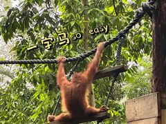 -广州长隆野生动物世界