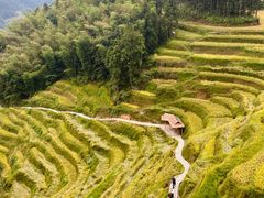 -紫鹊界梯田景区
